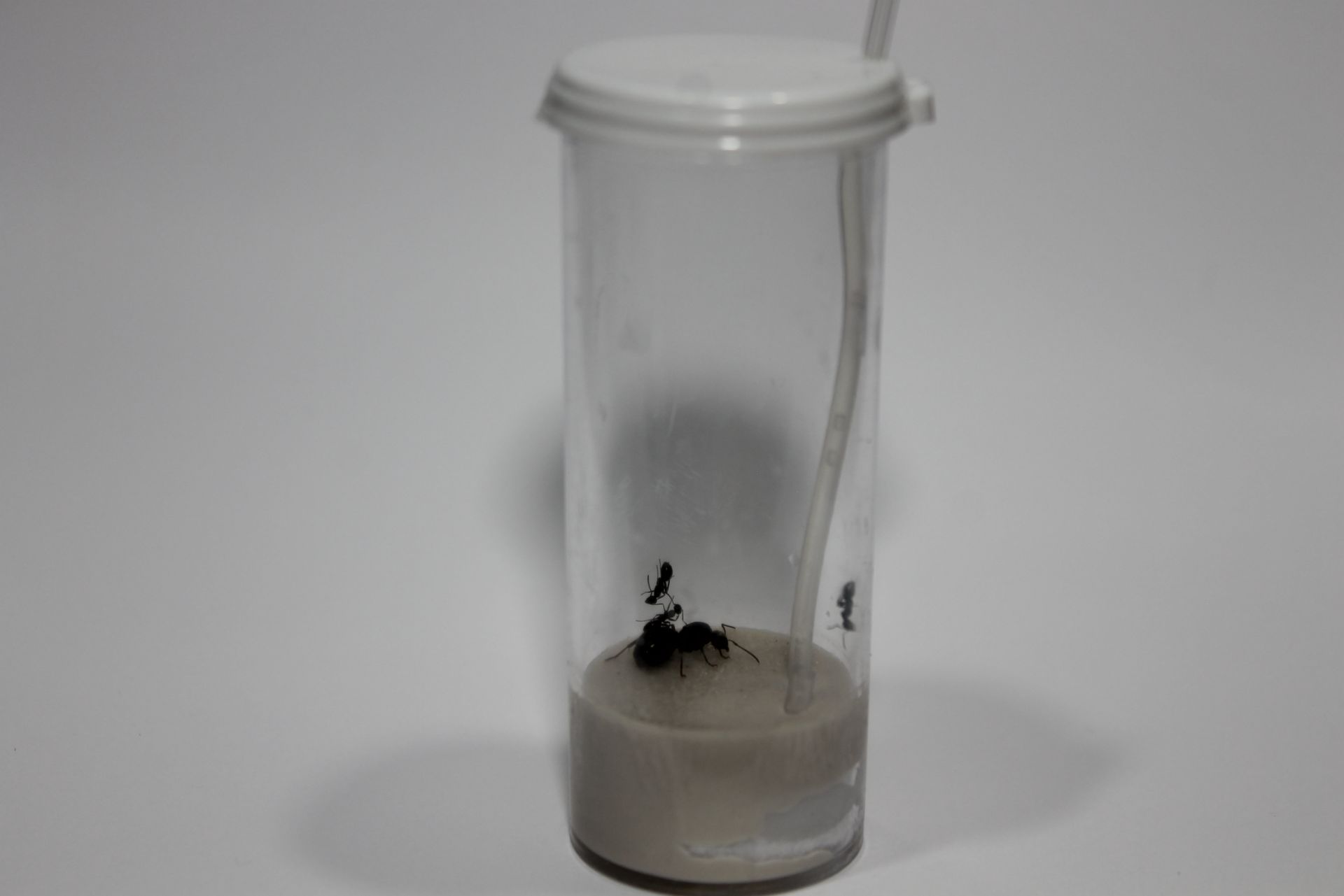 Fledgling Biochammber with colony Fledgling Biochammber with colony