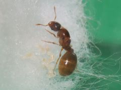 Day 35 Mother Ant with larvae Day 35 Mother Ant with larvae