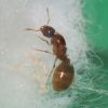 Day 35 Mother Ant with larvae