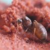 Lasius neoniger digging