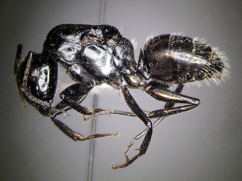 female 01