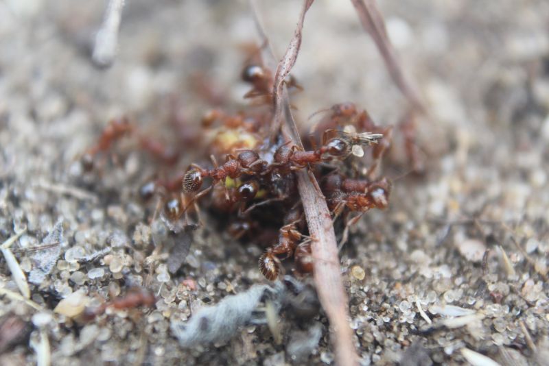 Myrmica spatulata