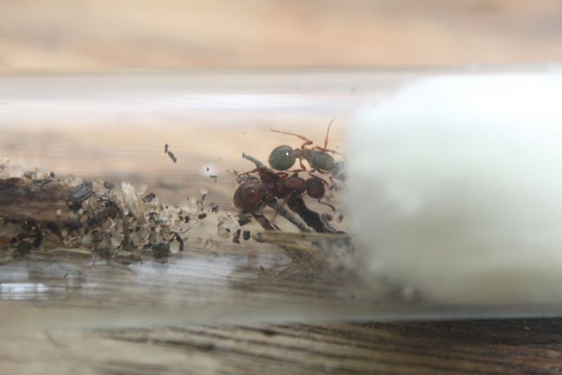 Myrmica spatulata