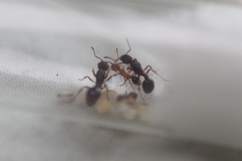 Myrmica spatulata