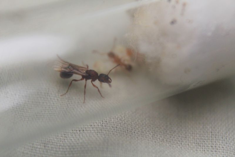 Myrmica spatulata