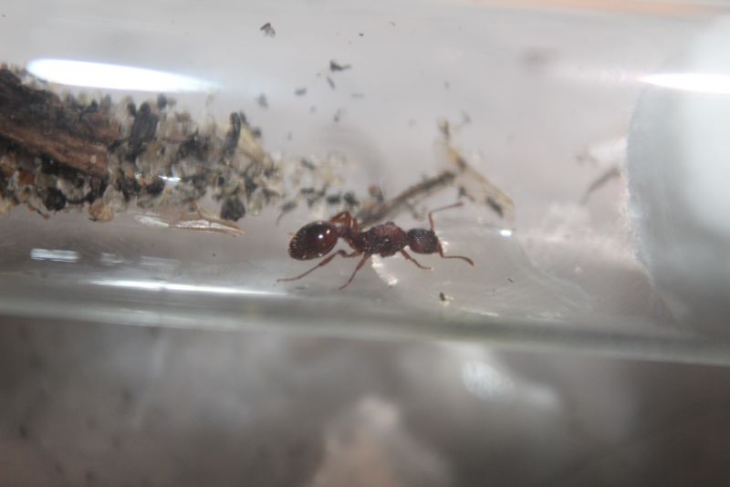 Myrmica spatulata