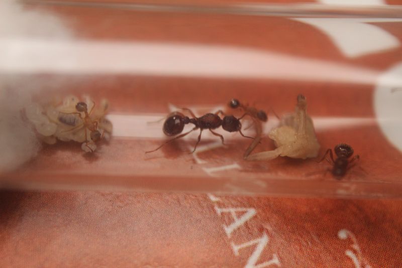 Myrmica spatulata