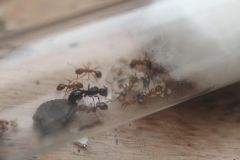 Myrmica cf. discontinua