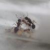 Myrmica spatulata