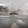 Myrmica spatulata