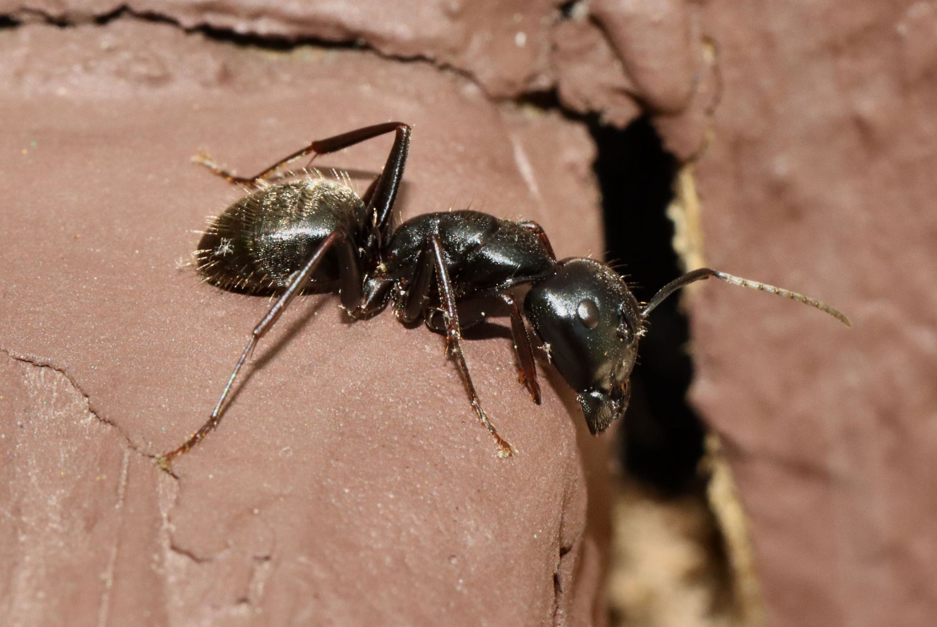 camponotus