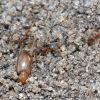 ants beetle 1e