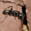 camponotus