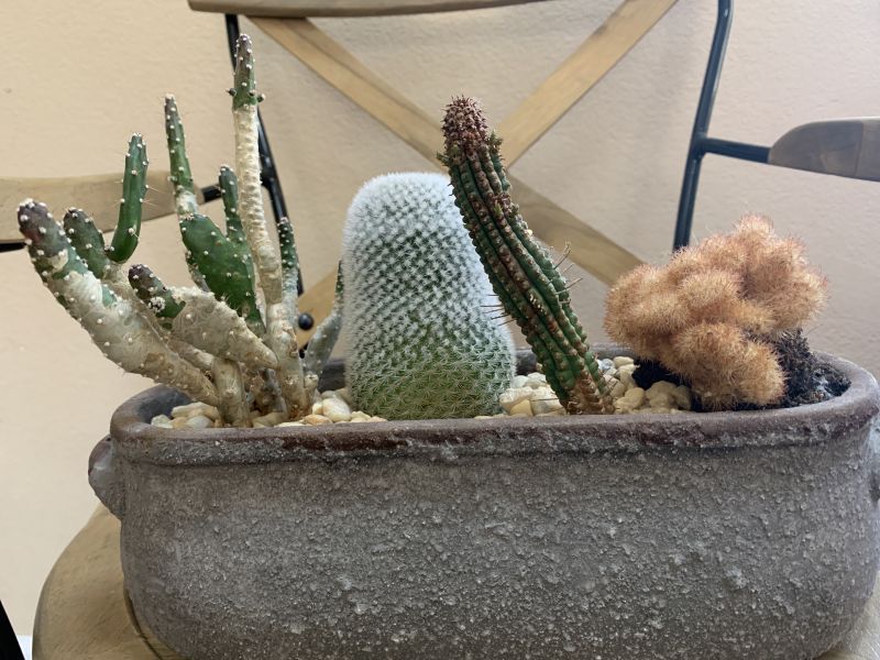 Cactus planter