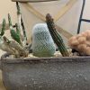 Cactus planter