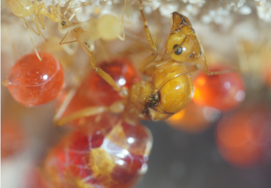 myrmecocystus mexicanus queen 1