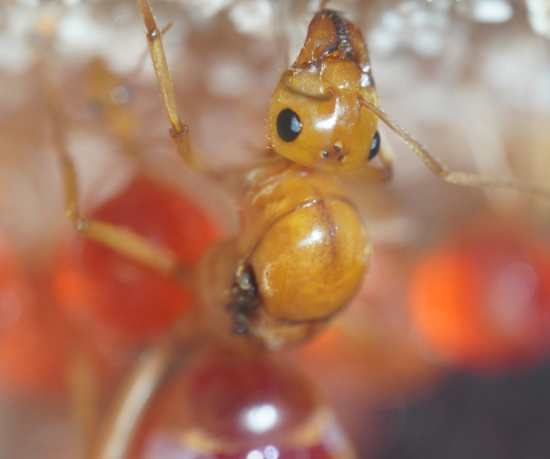 myrmecocystus mexicanus queen 2