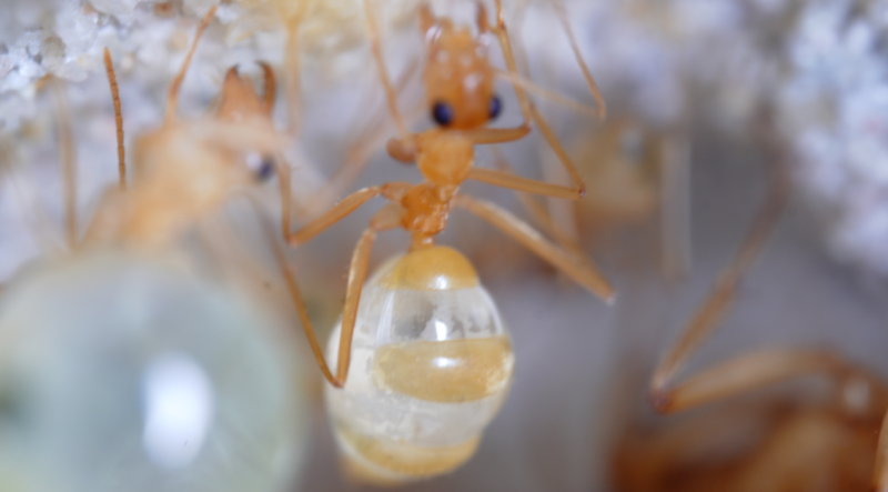 Myrmecocystus mexicanus