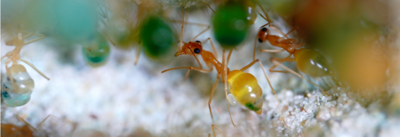 Myrmecocystus mexicanus