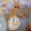 Myrmecocystus mexicanus