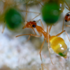 Myrmecocystus mexicanus