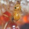 myrmecocystus mexicanus queen 2