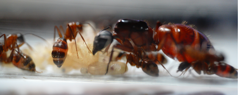 Camponotus vicinus