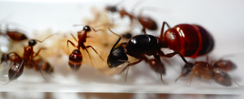 Camponotus vicinus