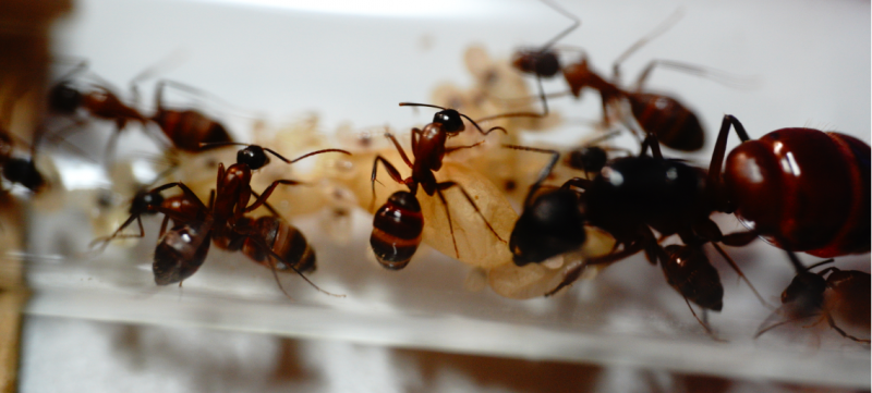 Camponotus vicinus