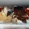 Camponotus vicinus