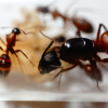 Camponotus vicinus