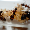 Camponotus vicinus