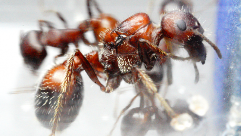 Pogonomyrmex rugosus