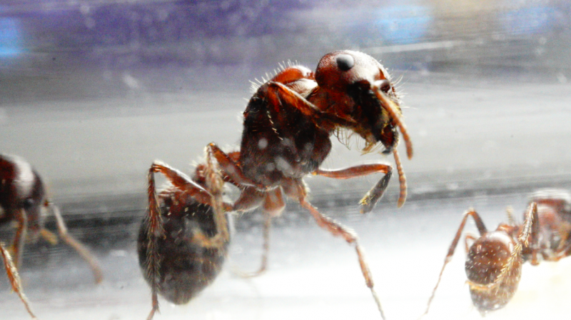 Pogonomyrmex rugosus