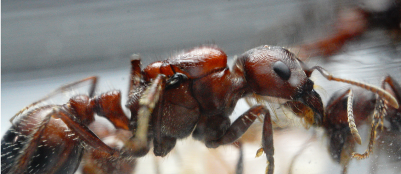 Pogonomyrmex rugosus