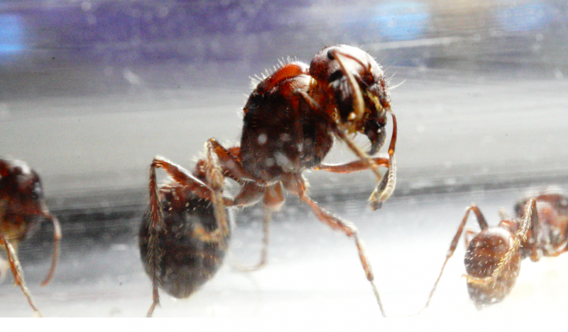 Pogonomyrmex rugosus