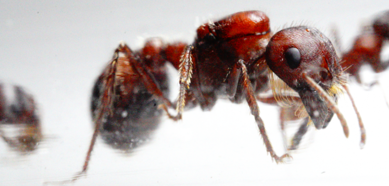 Pogonomyrmex rugosus