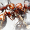 Pogonomyrmex rugosus