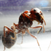 Pogonomyrmex rugosus