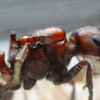 Pogonomyrmex rugosus