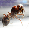 Pogonomyrmex rugosus