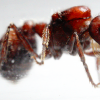 Pogonomyrmex rugosus