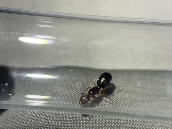 4 Camponotus yogi 1