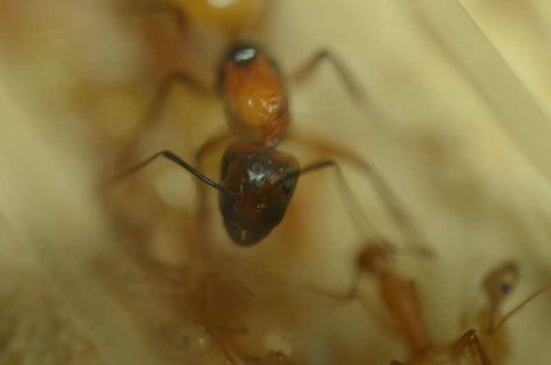 Camponotus ocreatus