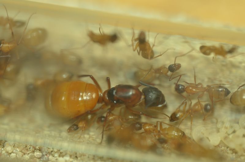 Camponotus sp. cf semitestaceus 1