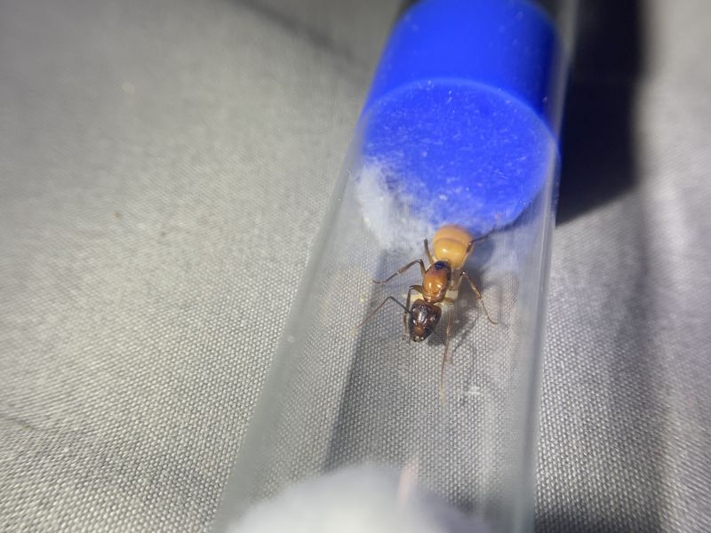 1-4 Camponotus ocreatus 1