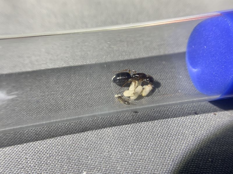 Camponotus yogi 1