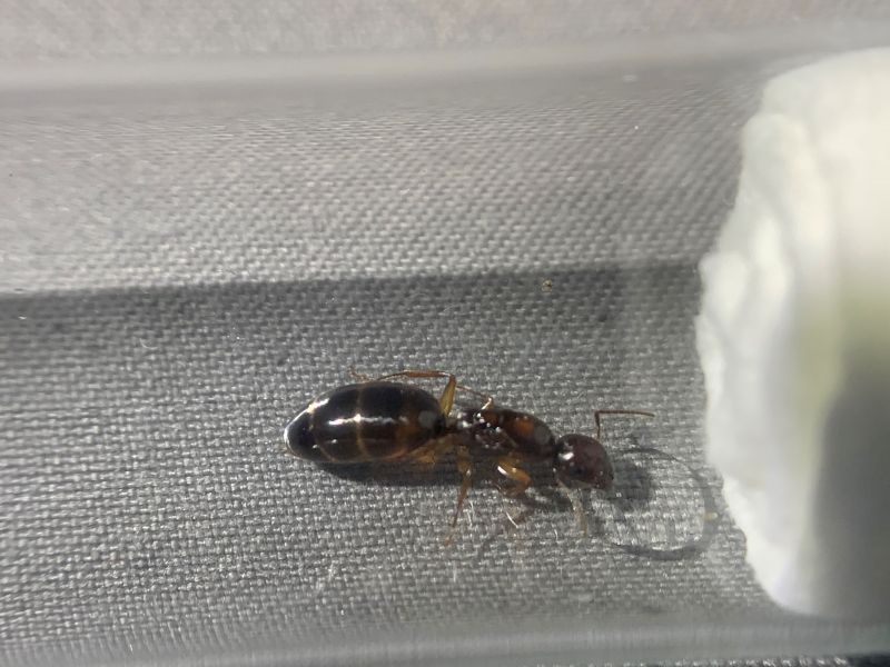 Camponotus yogi 1