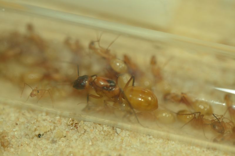 Camponotus ocreatus
