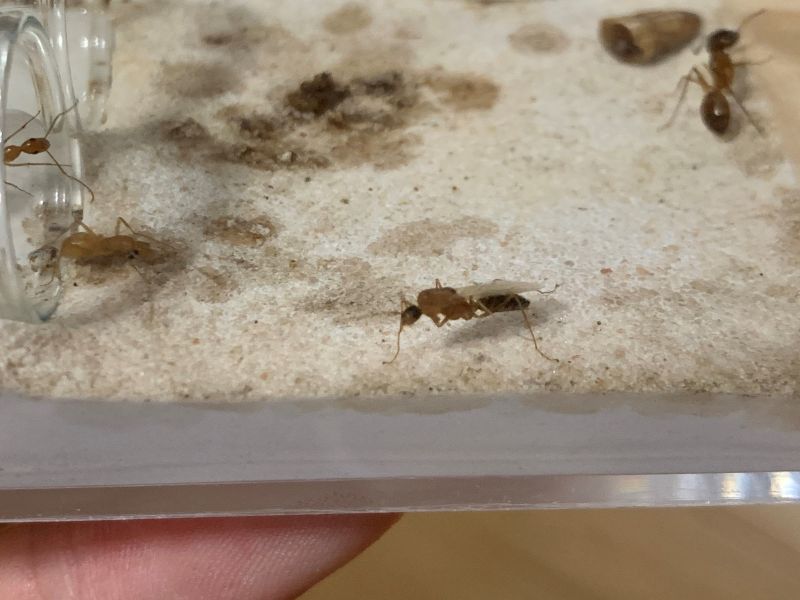 Camponotus festinatus male